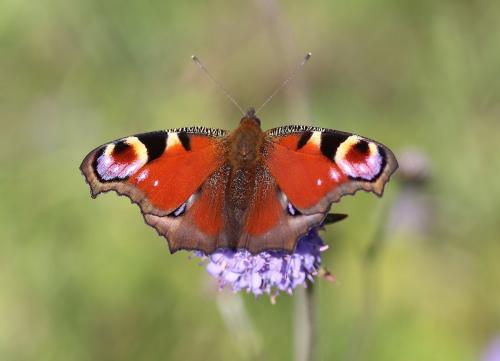 Réf. 242 111 : Aglais io